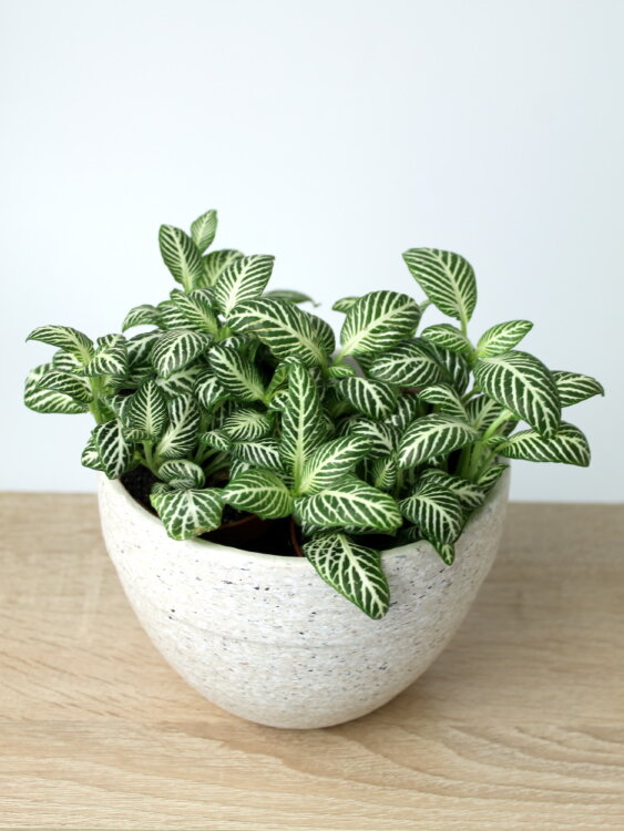 Фиттония тёмно-зелёная беложильчатая ⌀8 