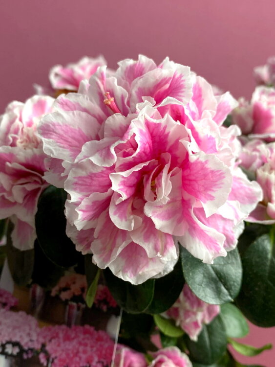 Азалия штамб биколор ⌀13 40 см 