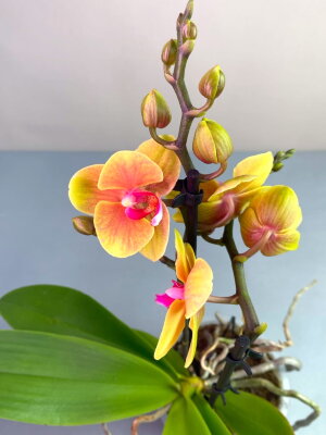 Орхидея Фаленопсис Грация 2 ст
