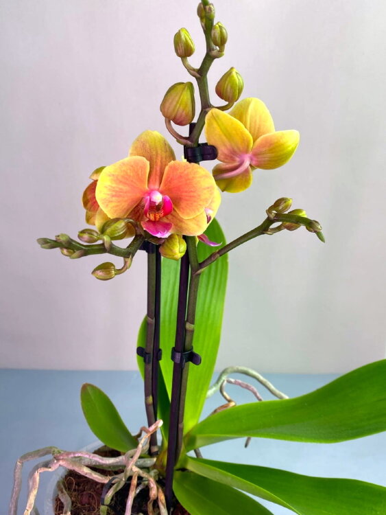 Орхидея Фаленопсис Грация 2 ст 