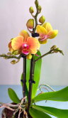 Орхидея Фаленопсис Грация 2 ст 