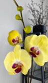 Орхидея Фаленопсис Лаймлайт 1 ст 