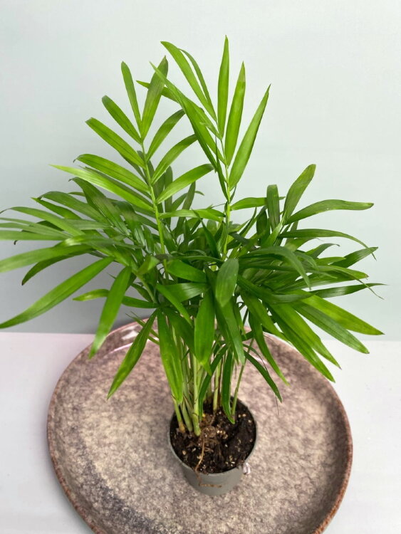 Хамедорея Элеганс ⌀6 20 см 