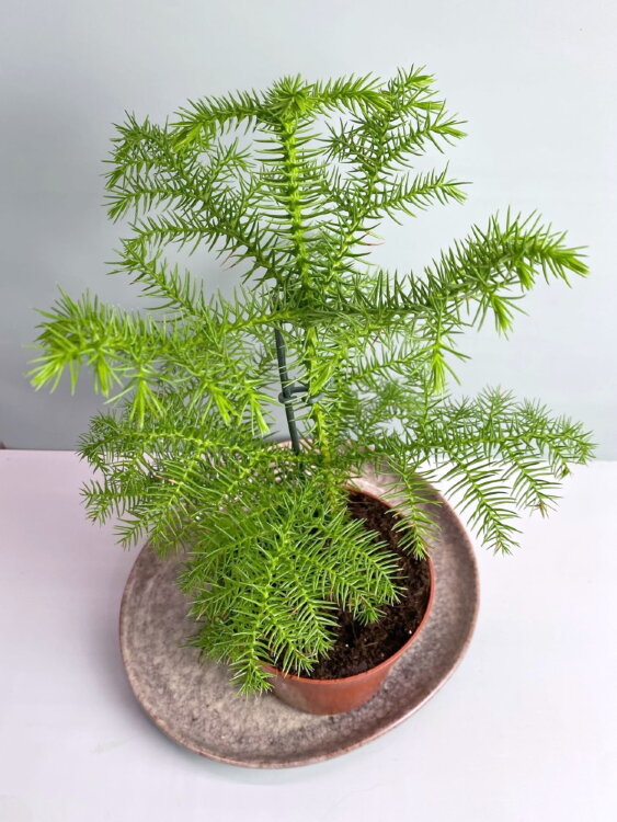 Араукария Гетерофилла ⌀12 40 см 