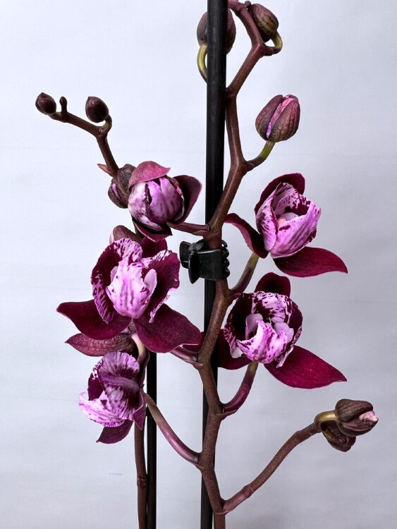 Орхидея фаленопсис Дип Перпл трилипс 2 ст 