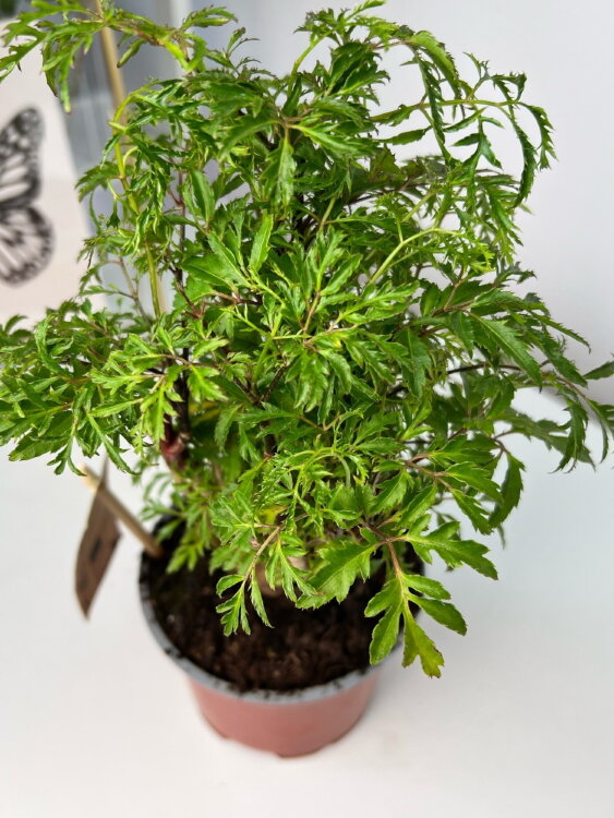 Полисциас Гавайи Минг ⌀12 40 см 