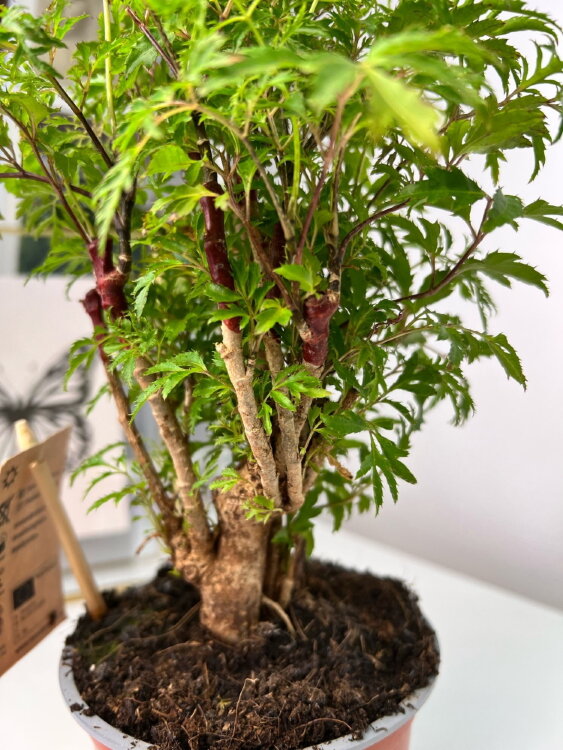 Полисциас Гавайи Минг ⌀12 40 см 