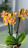Орхидея Фаленопсис Сого Лоуренс пелорик ⌀12 35 см 