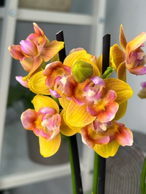 Орхидея Фаленопсис Сого Лоуренс пелорик ⌀12 35 см
