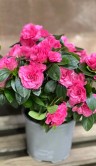 Азалия ярко-розовая ⌀13 30 см 