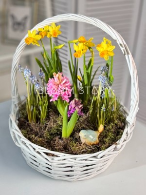 Корзинка с луковичными растениями