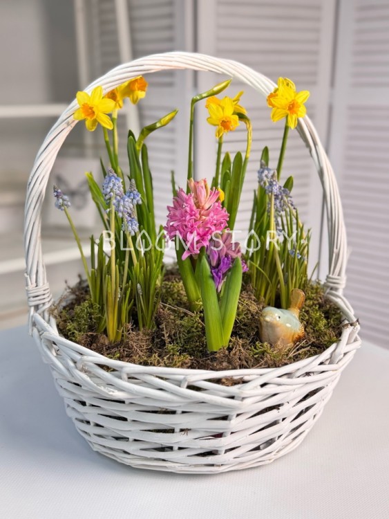 Корзинка с луковичными растениями  Корзинка с луковичными растениями