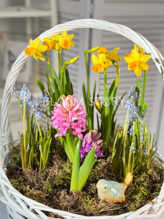 Корзинка с луковичными растениями  Корзинка с луковичными растениями