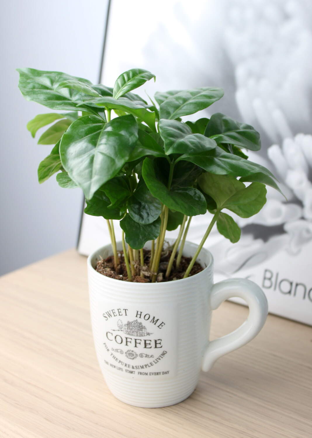 кофе для растений