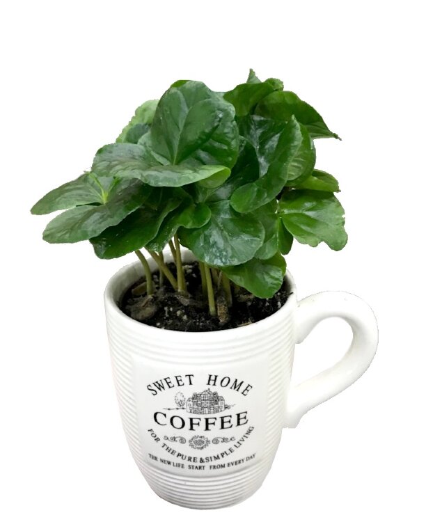 Кофе арабика в кружке 