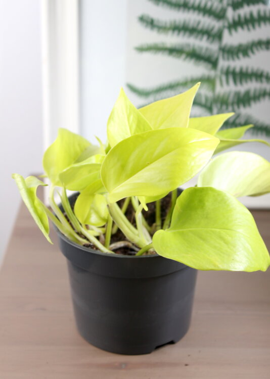 Эпипремнум Голден Потос ⌀12 25 см 