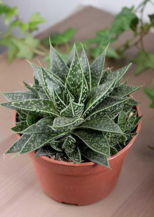 Гастералоэ Аполло ⌀9 