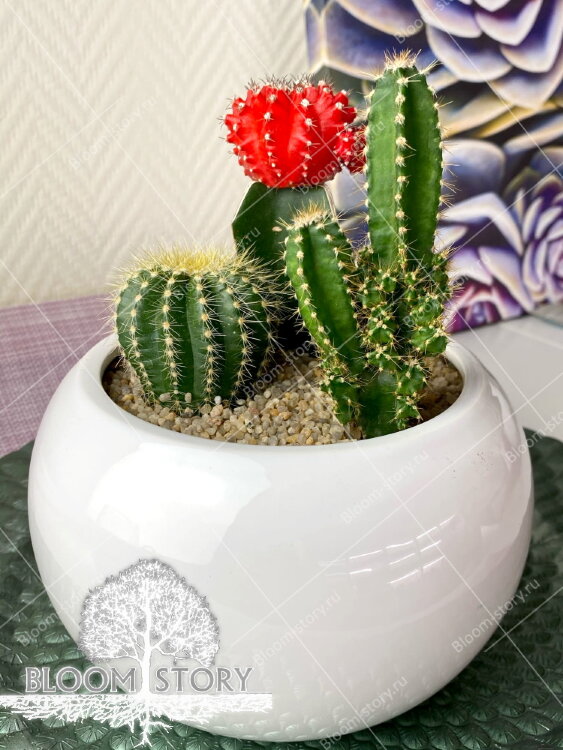 Композиция с Гимнокалициумом 