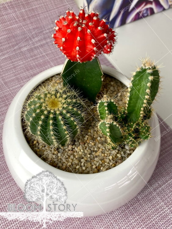 Композиция с Гимнокалициумом 