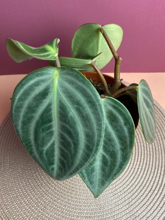 Пеперомия Саркофилла ⌀15 25 см  Пеперомия Саркофилла ⌀15 25 см