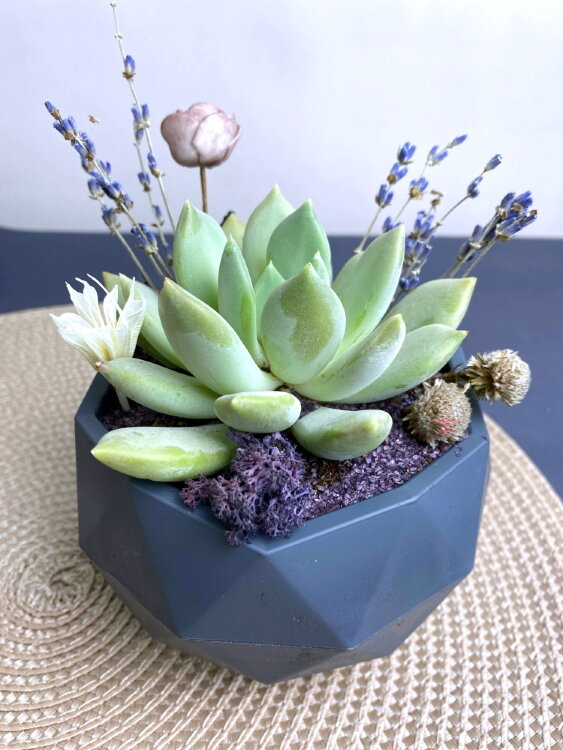 Эхеверия в кашпо Топаз с декором 