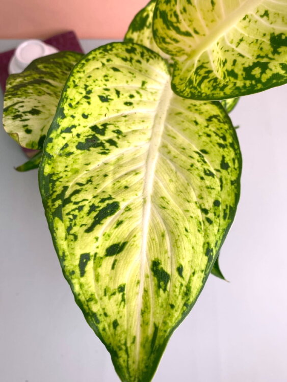 Диффенбахия Ами ⌀12 35 см 