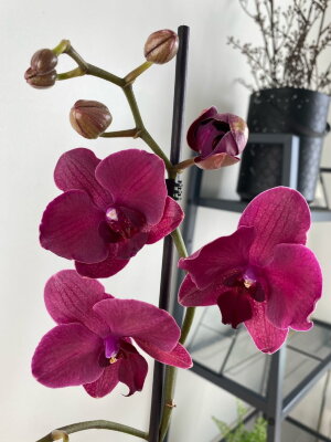 Орхидея Фаленопсис Монтрекс 1 ст