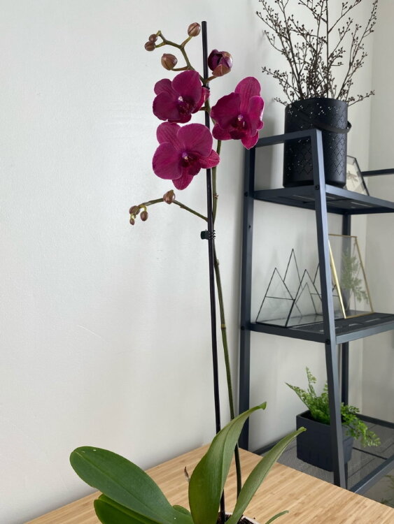 Орхидея Фаленопсис Монтрекс 1 ст 