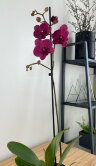 Орхидея Фаленопсис Монтрекс 1 ст 