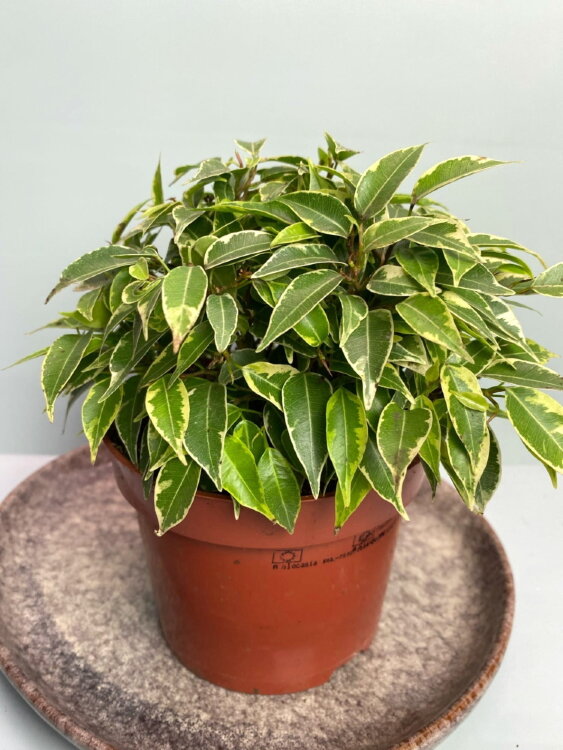 Фикус бенджамина Лавли ⌀12 25 см  Фикус бенджамина Лавли ⌀12 25 см