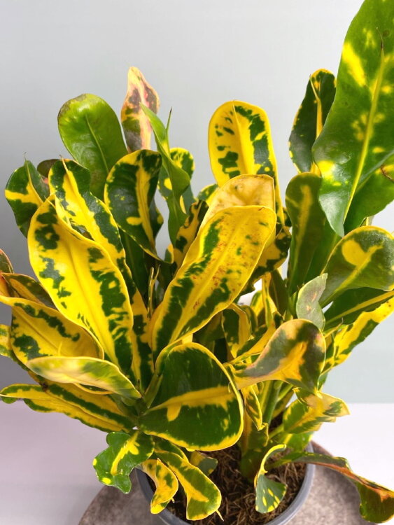 Кротон Мамми Еллоу ⌀12 40 см  