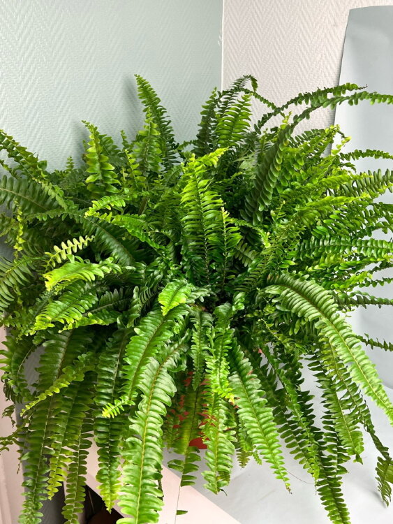 Нефролепис Грин Леди ⌀26 70 см 