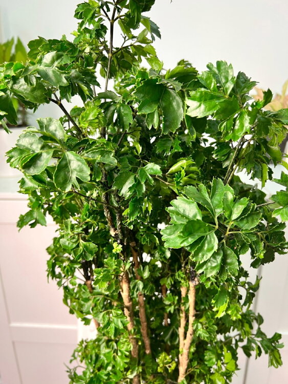 Полисциас Робл ⌀21 80 см 