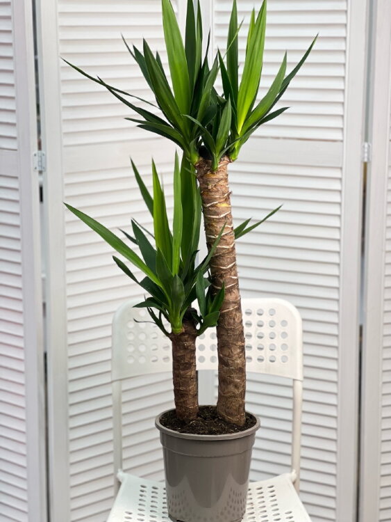 Юкка 2 ствола ⌀19 100 см 