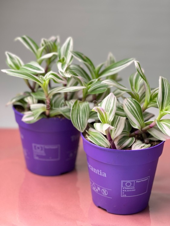 Традесканция белая Тендернесс ⌀10 20 см 