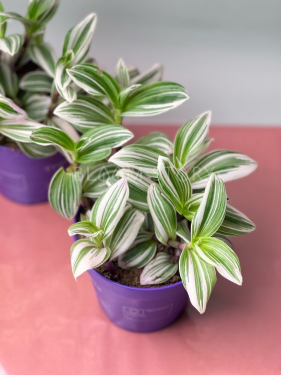 Традесканция белая Тендернесс ⌀10 20 см 