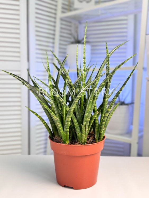 Сансевиерия Фернвуд Панк ⌀12 40 см 