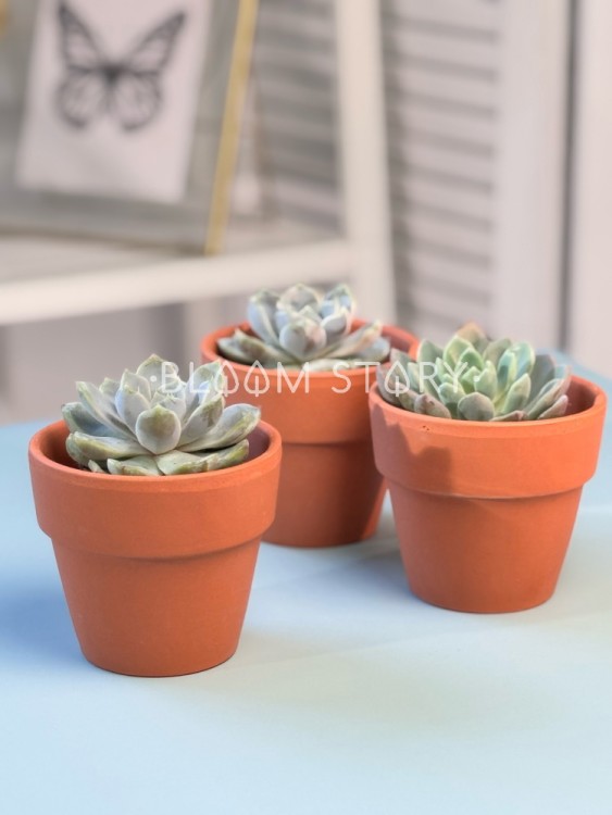 Эхеверия в терракоте ⌀8  