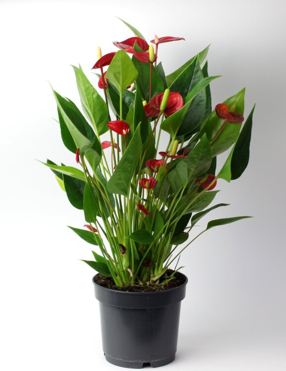 Антуриум "Миллион цветков" ⌀12 45 см 