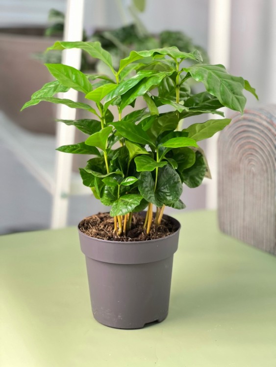 Кофе Арабика ⌀12 30 см 