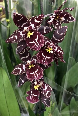 Орхидея Беаллара 1 ст
