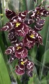 Орхидея Беаллара 1 ст 