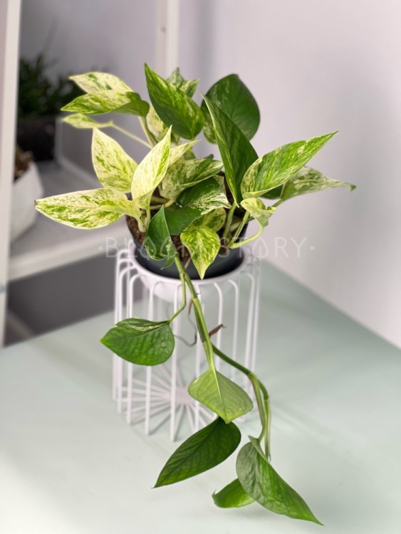 Эпипремнум Марбл Квин ⌀12 25 см 