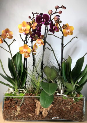 Композиция с орхидеями в стекле