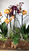 Композиция с орхидеями в стекле 