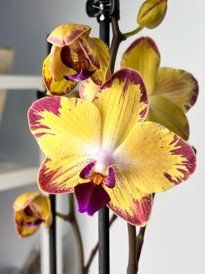 Орхидея Фаленопсис Попугай  ⌀12 60 см