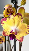 Орхидея Фаленопсис Попугай  ⌀12 60 см 