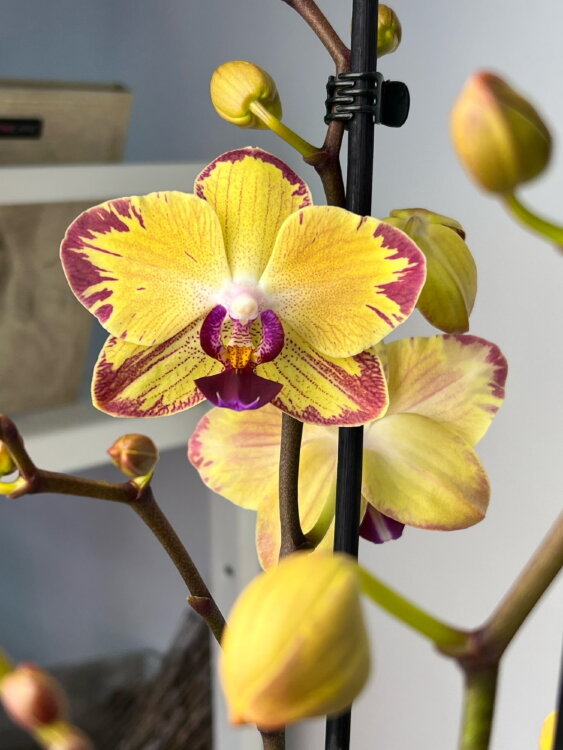 Орхидея Фаленопсис Попугай  ⌀12 60 см 