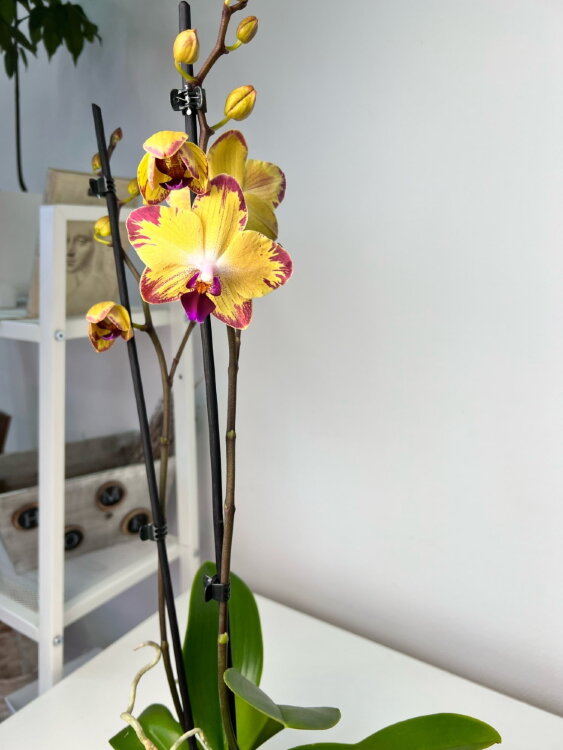 Орхидея Фаленопсис Попугай  ⌀12 60 см 