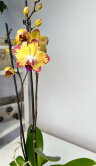 Орхидея Фаленопсис Попугай  ⌀12 60 см 